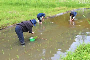 田植え4