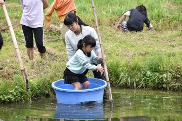 田植え6