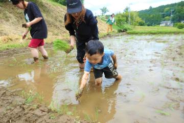 田植え7