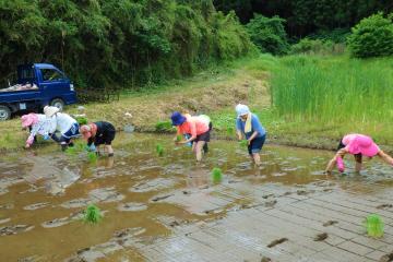 田植え8