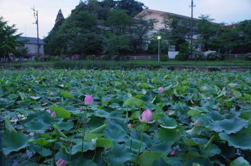 八鶴湖の蓮の写真3