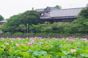 八鶴湖の蓮の写真5