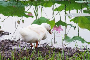 八鶴湖の蓮の写真6