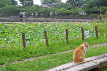 八鶴湖の蓮の写真7