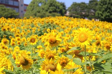 ブルーベリー狩りとひまわり迷路写真2