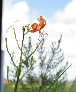 食虫植物群落の写真10