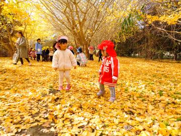 イチョウ並木の散歩写真3