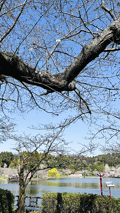 八鶴湖桜写真