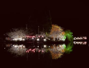 八鶴湖夜桜 弁天島