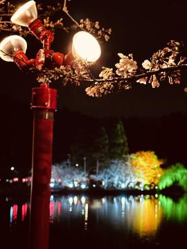 八鶴湖夜桜 サクライト
