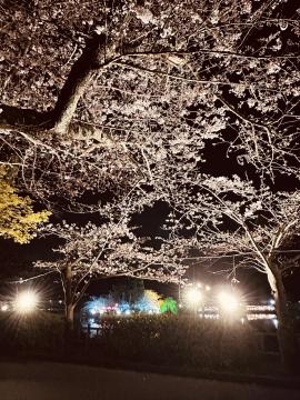 八鶴湖夜桜 八鶴亭前