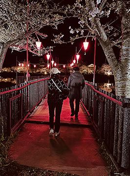 八鶴湖夜桜 桟橋