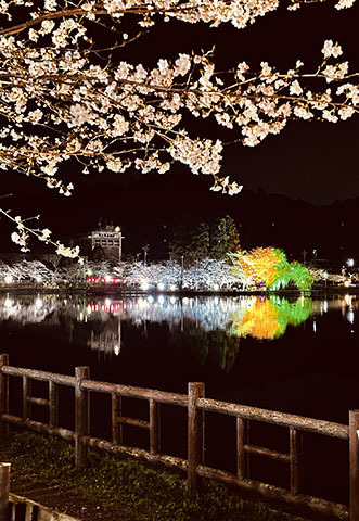 八鶴湖弁天島と桜