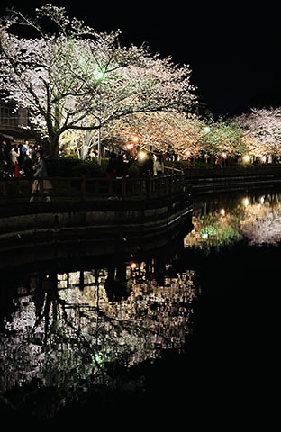 八鶴湖夜桜