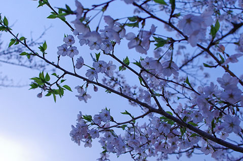 八鶴湖夕景桜アップ