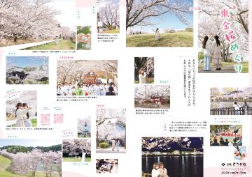 東金桜めぐり