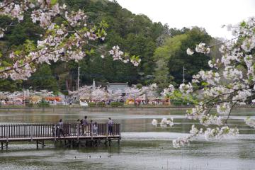 八鶴湖畔（昼間の様子）