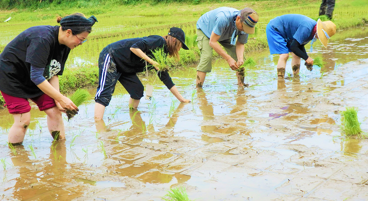 田植え