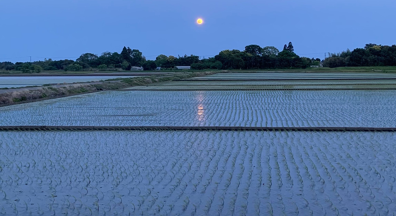 早苗田と月
