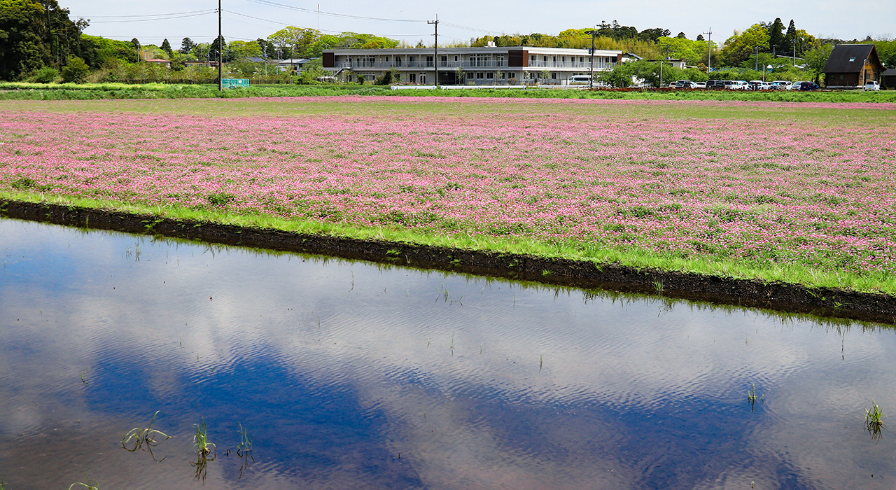 福岡地区レンゲ畑
