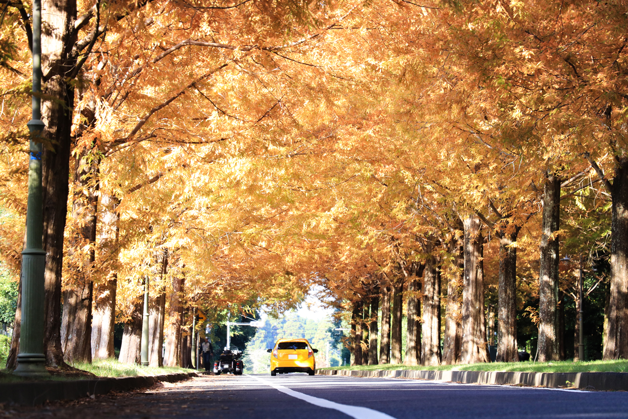 メタセコイヤ並木