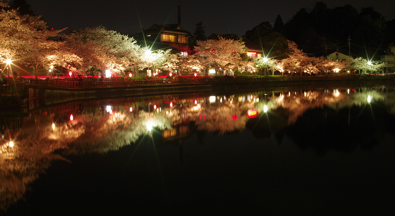 八鶴湖の夜桜（八鶴亭方面）