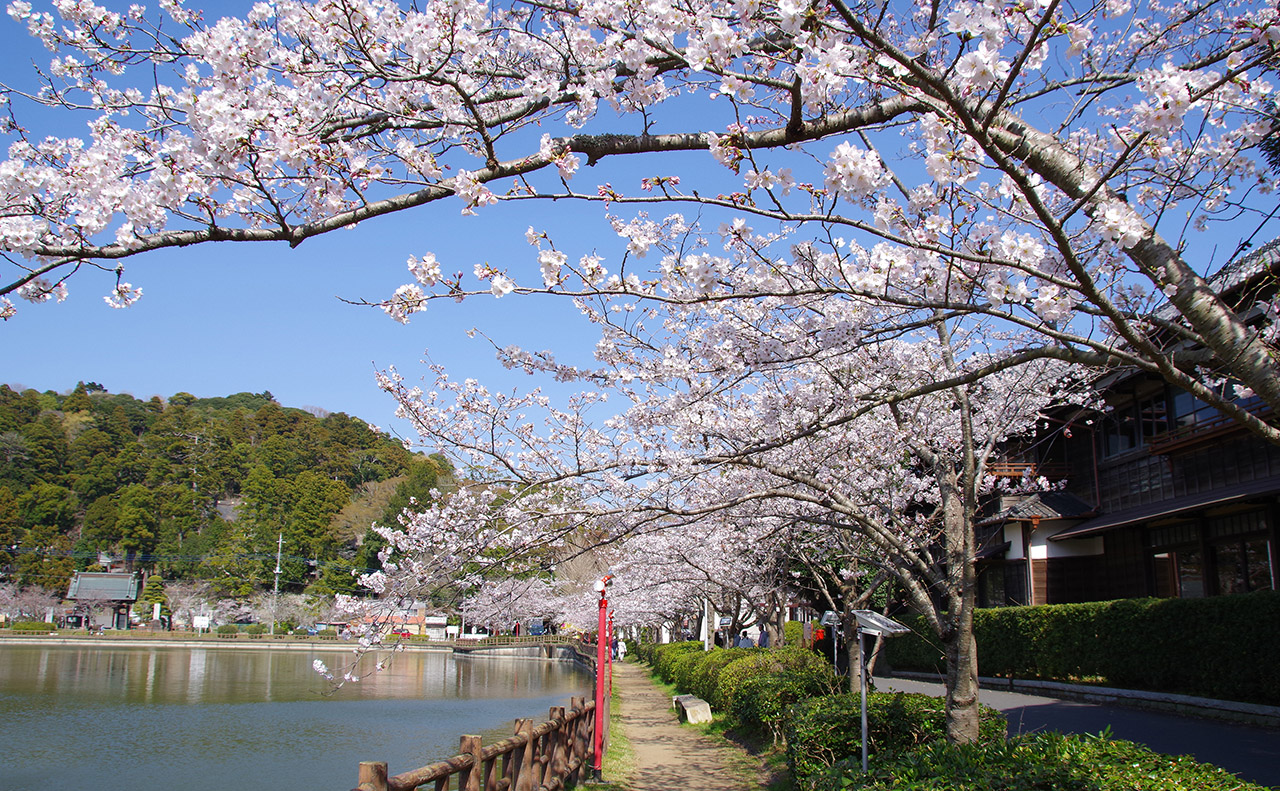 東金桜まつり（八鶴湖桜・昼）