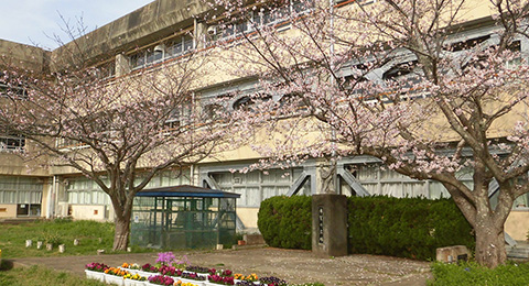 鴇嶺小学校と桜