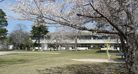 福岡小学校と桜