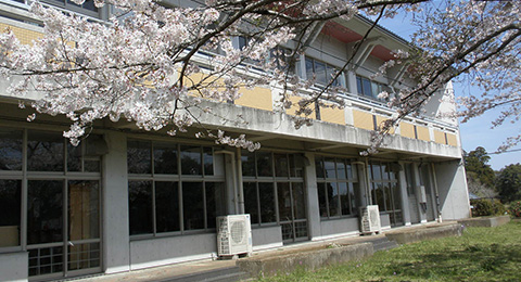 福岡小学校と桜2