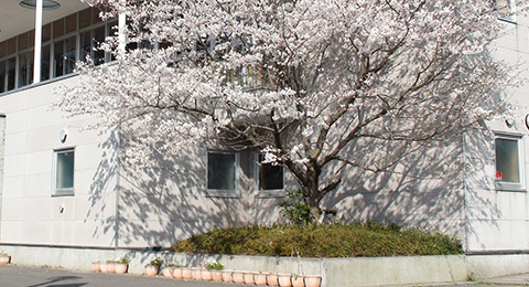 北中学校と桜